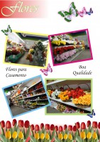 /album/galeria-de-fotos/catalogo%20sess%c3%a3o%20de%20flores%201-jpg/